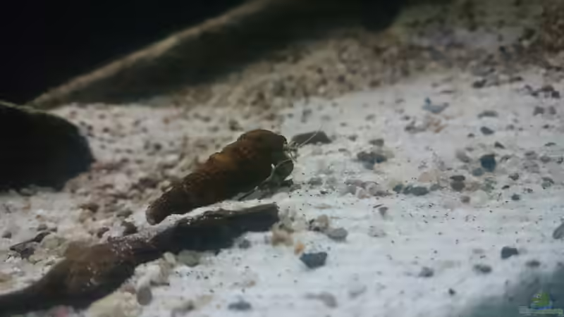 Besatz im Aquarium Brackwasser Paludarium von David Hartleib (7)