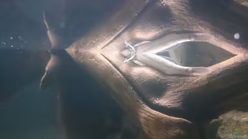 Besatz im Aquarium Brackwasser Paludarium von David Hartleib (9)