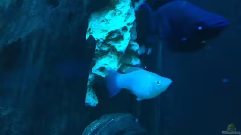 Besatz im Aquarium Brackwasserbecken von _JWoww_ (15)