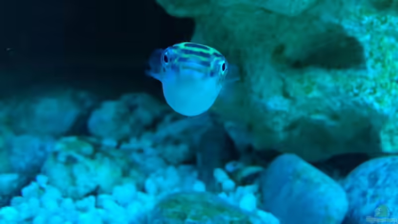 Besatz im Aquarium Brackwasserbecken von _JWoww_ (17)