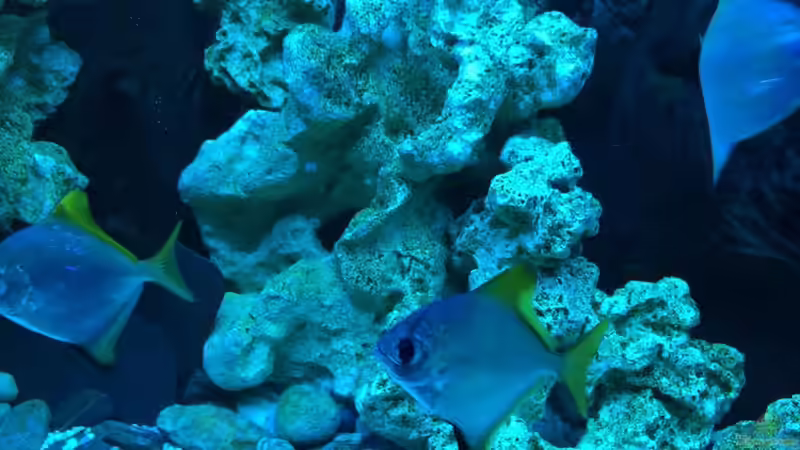 Besatz im Aquarium Brackwasserbecken von _JWoww_ (18)