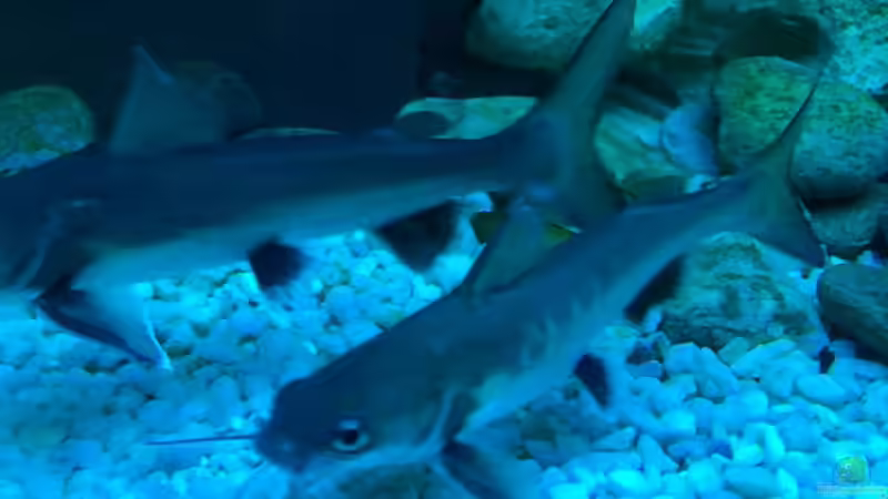 Besatz im Aquarium Brackwasserbecken von _JWoww_ (19)
