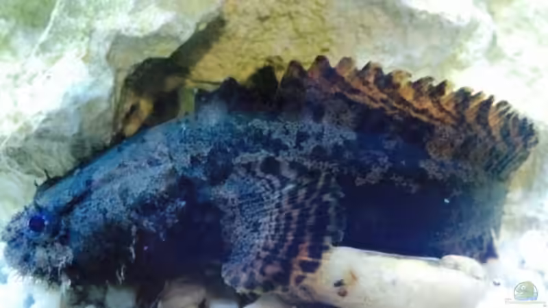 Besatz im Aquarium Brackwasserbecken von _JWoww_ (20)