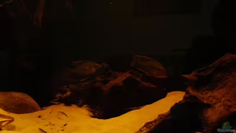 Besatz im Aquarium Brasilien Amazonas (aufgelöst) von Zigermandli (12)