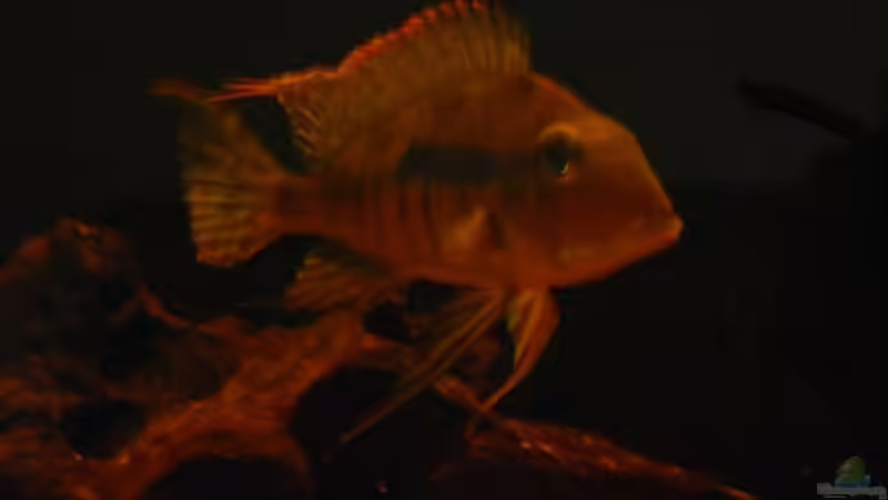 Besatz im Aquarium Brasilien Amazonas (aufgelöst) von Zigermandli (13)