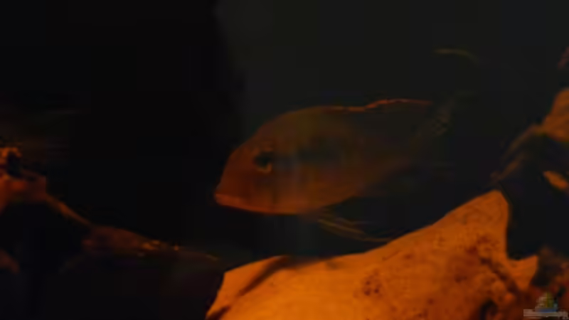 Besatz im Aquarium Brasilien Amazonas (aufgelöst) von Zigermandli (14)