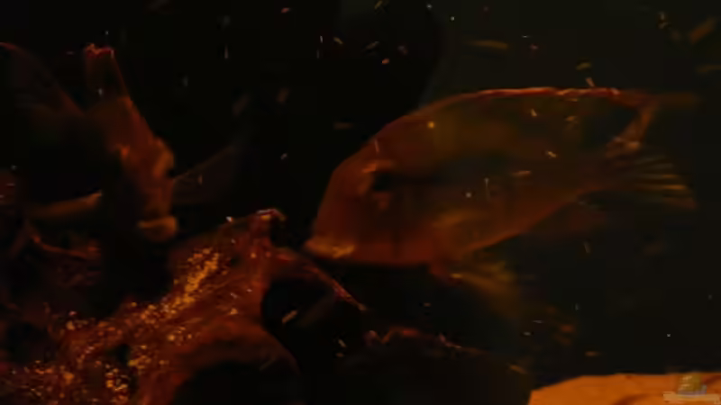 Besatz im Aquarium Brasilien Amazonas (aufgelöst) von Zigermandli (15)