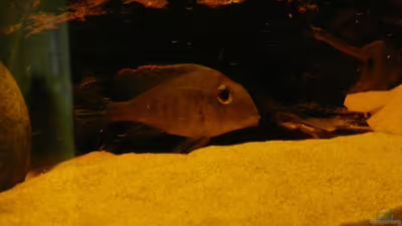 Besatz im Aquarium Brasilien Amazonas (aufgelöst) von Zigermandli (16)