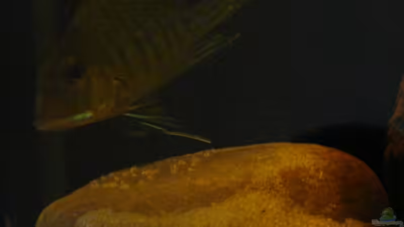 Besatz im Aquarium Brasilien Amazonas (aufgelöst) von Zigermandli (18)