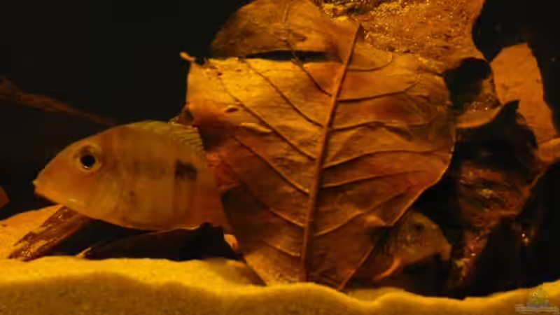 Besatz im Aquarium Brasilien Amazonas (aufgelöst) von Zigermandli (19)