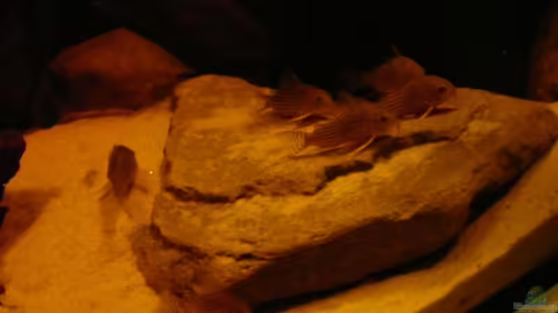 Besatz im Aquarium Brasilien Amazonas (aufgelöst) von Zigermandli (21)