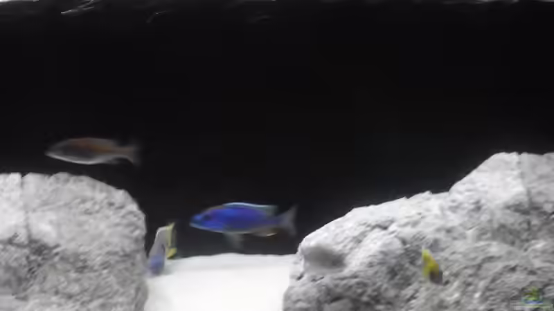 Besatz im Aquarium Brauche Hilfe bei Besatzung von PAO (2)