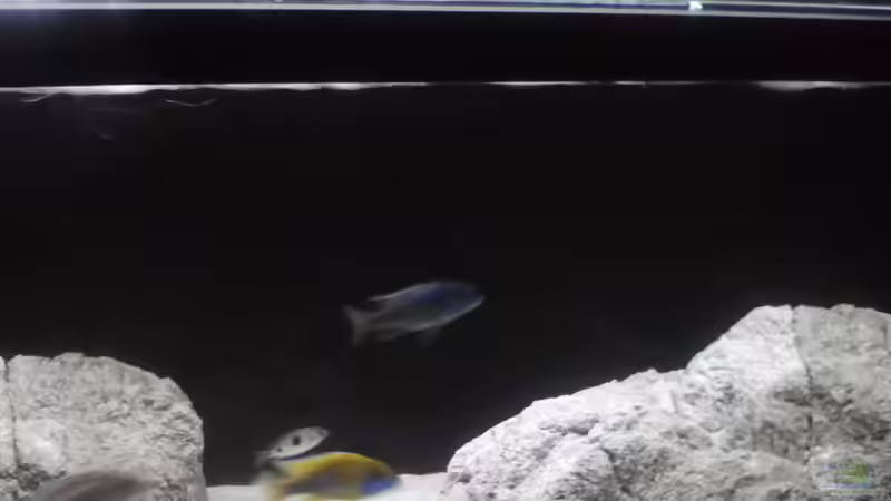 Besatz im Aquarium Brauche Hilfe bei Besatzung von PAO (5)