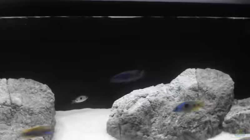 Besatz im Aquarium Brauche Hilfe bei Besatzung von PAO (7)