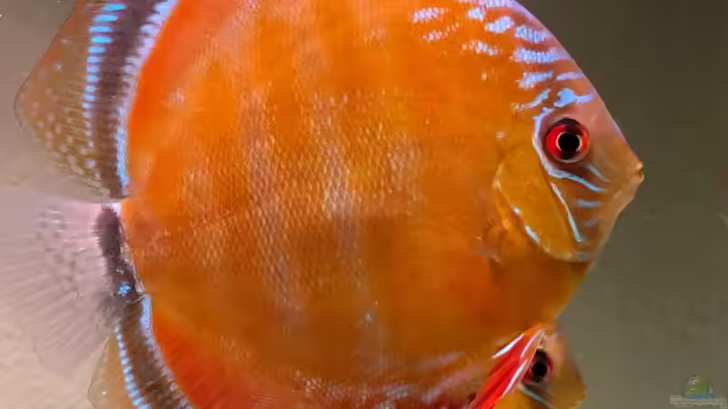 Besatz im Aquarium Brazilian Dream von The_Lizardking (36)