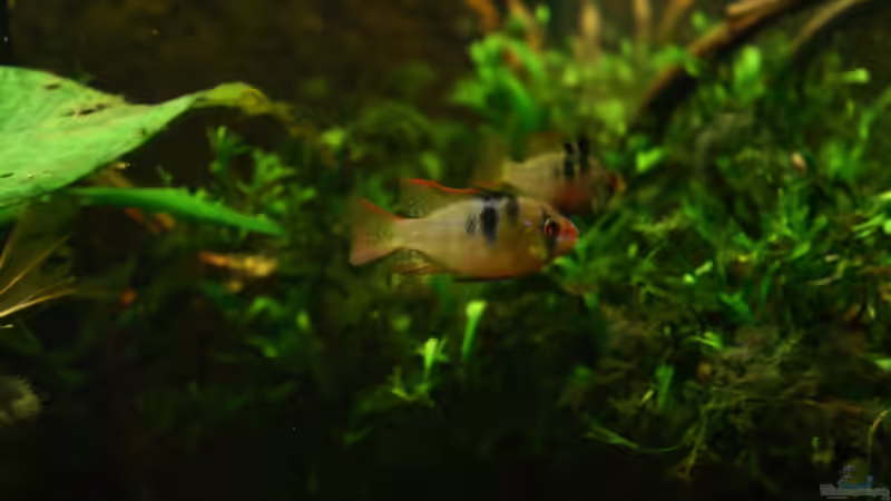 Besatz im Aquarium Broken Tree - Nur noch als Beispiel von Julien Preuß (8)