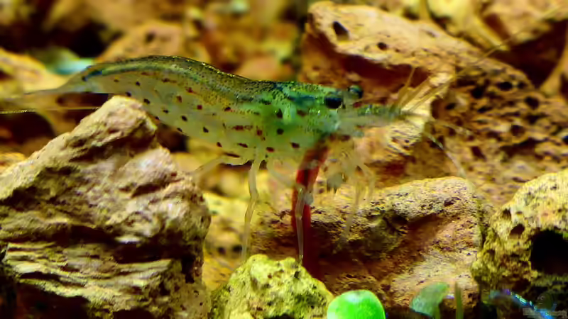 Besatz im Aquarium Bucetank von Scaper´s love Plants (31)