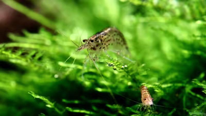 Besatz im Aquarium Bucetank von Scaper´s love Plants (32)