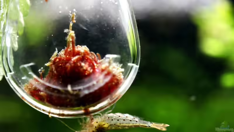 Besatz im Aquarium Bucetank von Scaper´s love Plants (33)