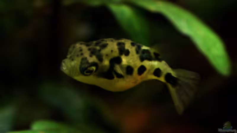 Besatz im Aquarium Bucetank von Scaper´s love Plants (34)