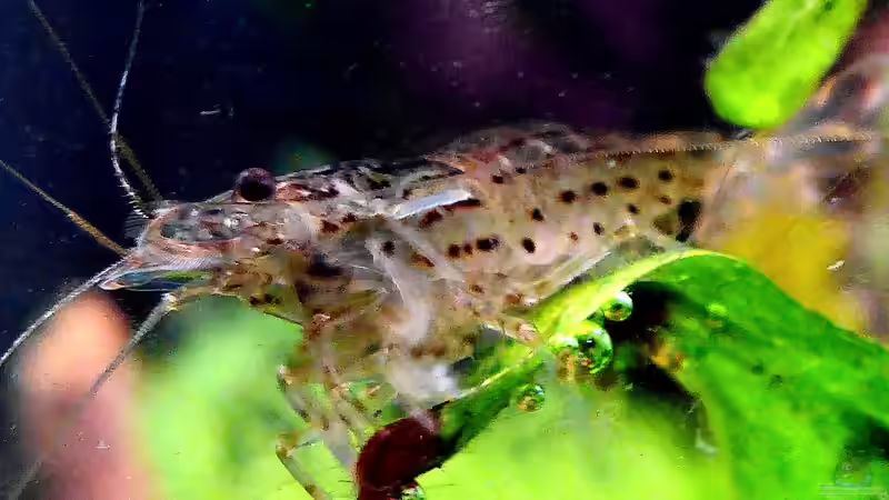 Besatz im Aquarium Bucetank von Scaper´s love Plants (35)