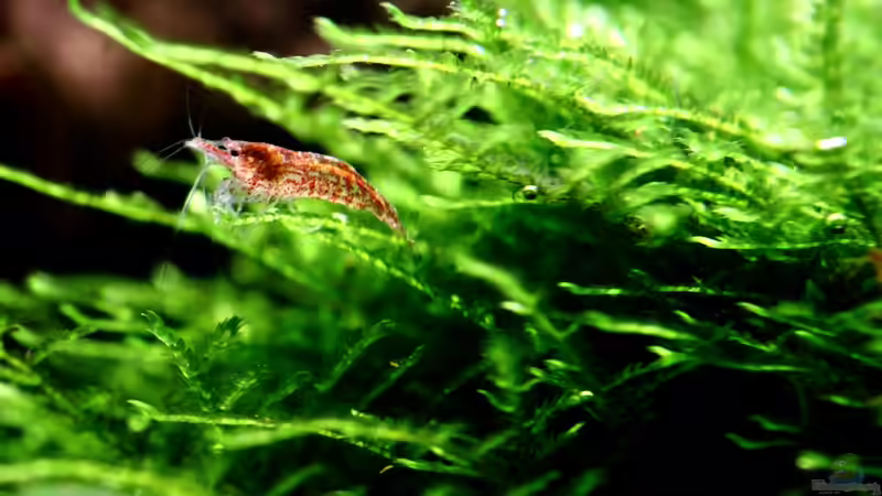 Besatz im Aquarium Bucetank von Scaper´s love Plants (36)