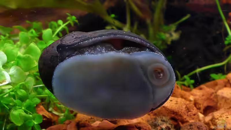 Besatz im Aquarium Bucetank von Scaper´s love Plants (37)