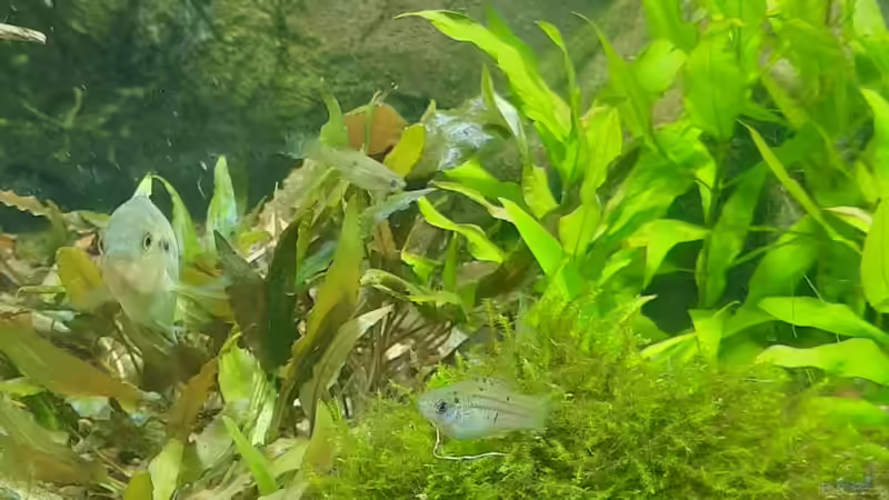 Besatz im Aquarium Budget-Mittelaremika von Jungleman (2)