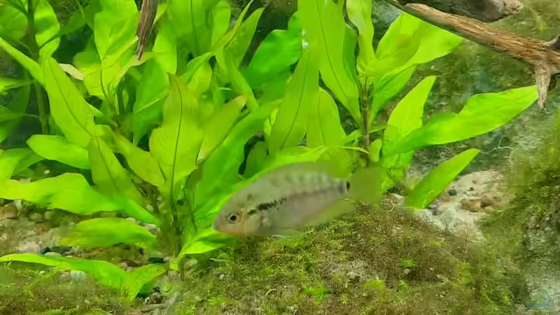 Besatz im Aquarium Budget-Mittelaremika von Jungleman (4)