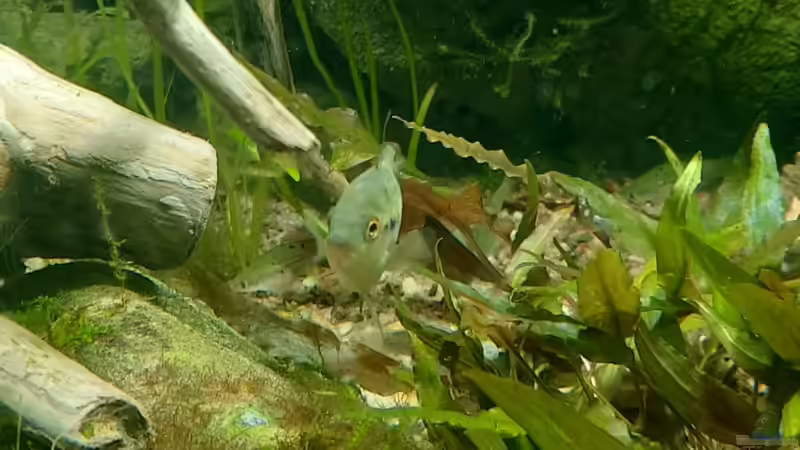Besatz im Aquarium Budget-Mittelaremika von Jungleman (5)