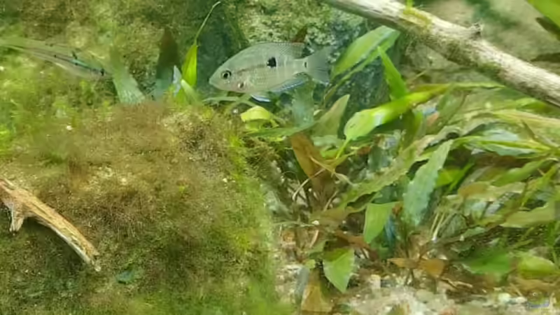 Besatz im Aquarium Budget-Mittelaremika von Jungleman (6)