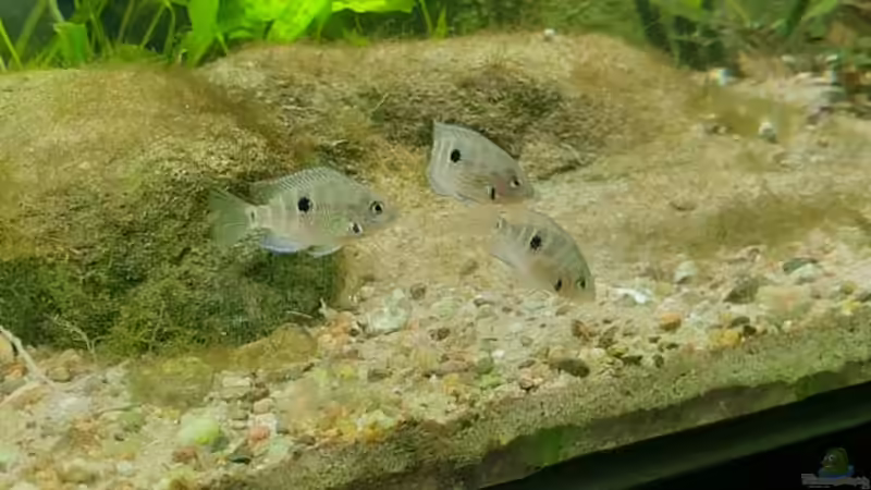 Besatz im Aquarium Budget-Mittelaremika von Jungleman (7)