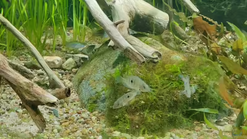 Besatz im Aquarium Budget-Mittelaremika von Jungleman (8)