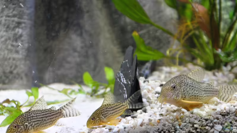 Besatz im Aquarium Büro 290 von Chris64 (17)