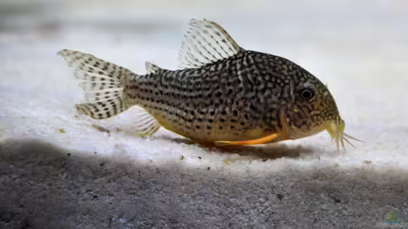 Besatz im Aquarium Büro 290 von Chris64 (18)