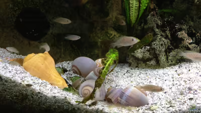 Besatz im Aquarium Büro von Thomas Nohr (3)