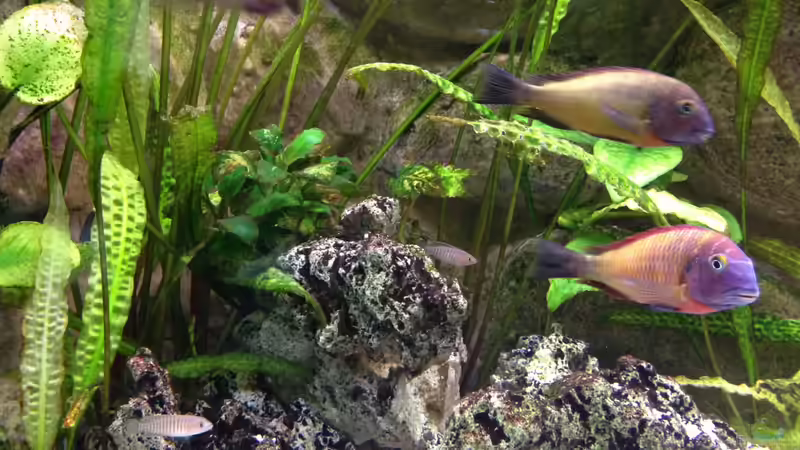 Besatz im Aquarium Büro von Thomas Nohr (4)