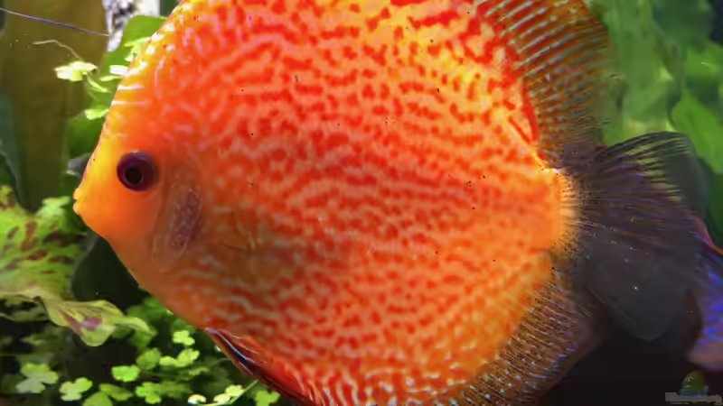 Besatz im Aquarium Bunte Diskus und vielfältige Bepflanzung von Alexander Bienefeld (21)