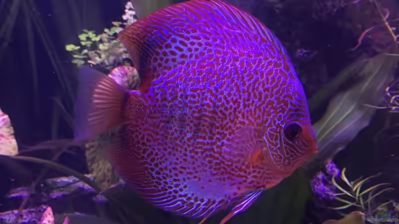 Besatz im Aquarium Bunte Diskus und vielfältige Bepflanzung von Alexander Bienefeld (22)