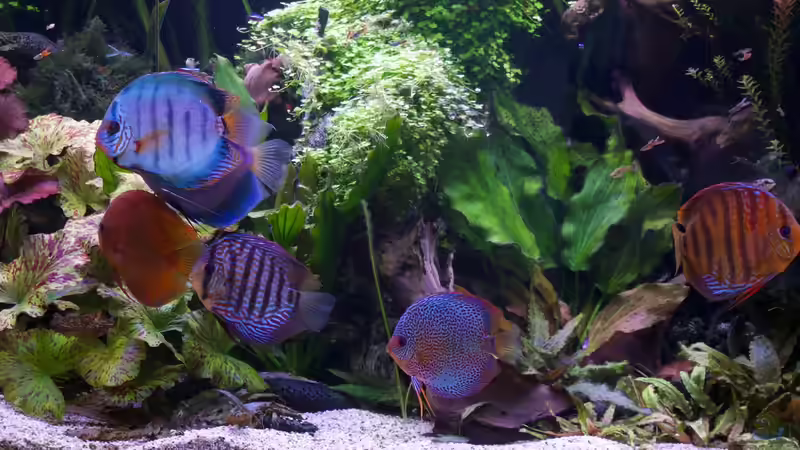 Besatz im Aquarium Bunte Diskus und vielfältige Bepflanzung von Alexander Bienefeld (24)