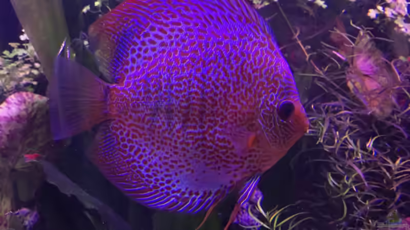 Besatz im Aquarium Bunte Diskus und vielfältige Bepflanzung von Alexander Bienefeld (25)