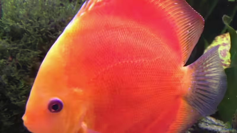 Besatz im Aquarium Bunte Diskus und vielfältige Bepflanzung von Alexander Bienefeld (27)