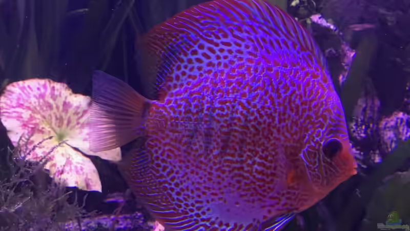 Besatz im Aquarium Bunte Diskus und vielfältige Bepflanzung von Alexander Bienefeld (31)