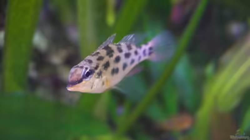 Besatz im Aquarium Bunte Diskus und vielfältige Bepflanzung von Alexander Bienefeld (33)