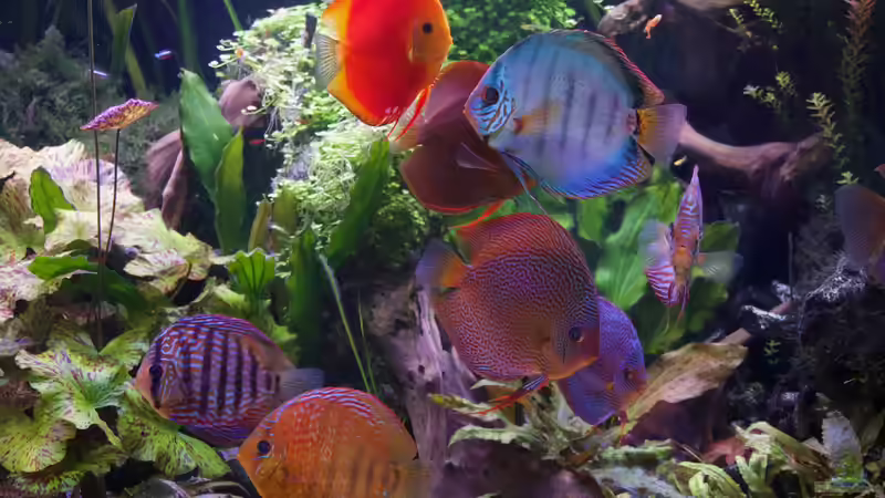 Besatz im Aquarium Bunte Diskus und vielfältige Bepflanzung von Alexander Bienefeld (35)