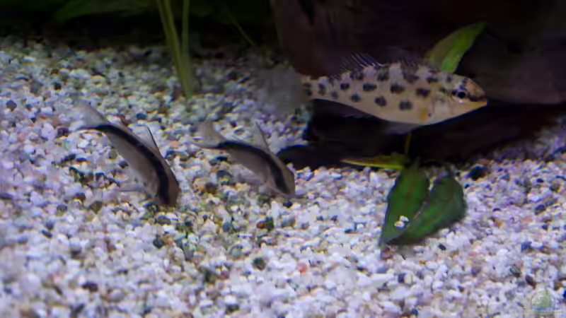 Besatz im Aquarium Bunte Diskus und vielfältige Bepflanzung von Alexander Bienefeld (36)