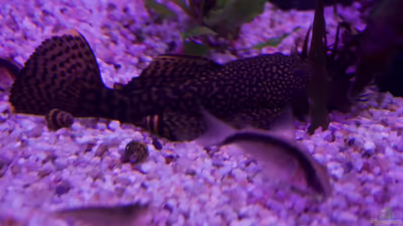 Besatz im Aquarium Bunte Diskus und vielfältige Bepflanzung von Alexander Bienefeld (38)