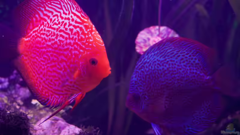 Besatz im Aquarium Bunte Diskus und vielfältige Bepflanzung von Alexander Bienefeld (39)