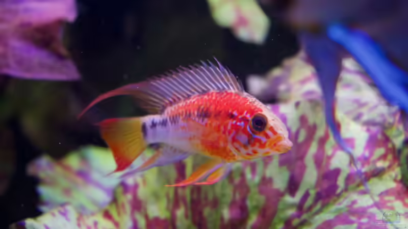 Besatz im Aquarium Bunte Diskus und vielfältige Bepflanzung von Alexander Bienefeld (41)