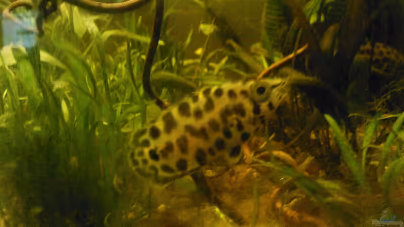 Besatz im Aquarium Buschfisch-Becken von mariajudyta (10)